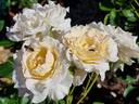 Poustinia rose photo