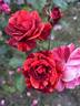 Rusty rose photo