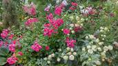 Morden Cardinette rose photo