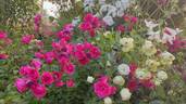 Morden Cardinette rose photo