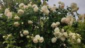 Palais Royal ® rose photo