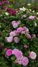 Parfum Flower Circus rose photo