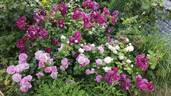 Parfum Flower Circus rose photo