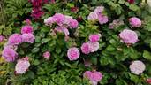 Parfum Flower Circus rose photo