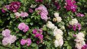 Parfum Flower Circus rose photo
