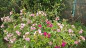 Pink Grootendorst rose photo