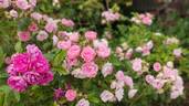 Pink Grootendorst rose photo