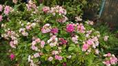 Pink Grootendorst rose photo