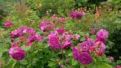 Purple Lodge rose photo