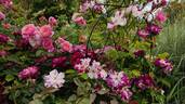 Purple Splash rose photo