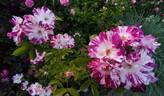 Purple Splash rose photo