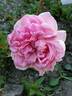 Standing Rock rose photo
