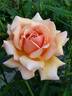 Cocarde Jaune rose photo