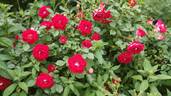 Maidy ® rose photo