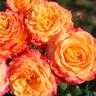Meteor rose photo
