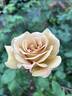 Butterscotch rose photo