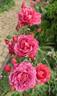Terracotta ® rose photo
