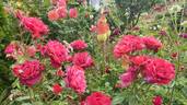 Terracotta ® rose photo