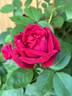 Kashmir rose photo