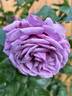 Quicksilver ™ rose photo