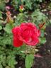 Syracuse rose photo