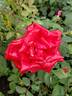 Syracuse rose photo