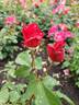 Syracuse rose photo
