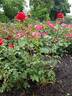 Syracuse rose photo