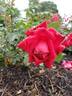 Syracuse rose photo