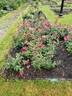 Syracuse rose photo