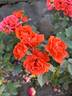 All a Twitter rose photo