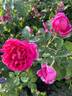 Lady of Megginch rose photo