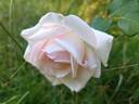 Comtesse de Cassagne rose photo
