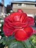 Smokin' Hot rose photo