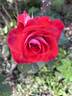 Smokin' Hot rose photo