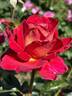 Monte Carlo Country Club rose photo