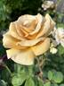 Butterscotch rose photo