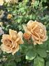 Butterscotch rose photo