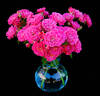 Marriotta rose photo