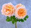 Oshun rose photo