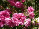 Pink Grootendorst rose photo