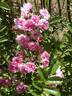 Pink Grootendorst rose photo