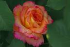 Dream Come True ™ rose photo