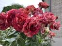 Tropical Lightning rose photo