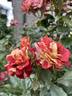 Tropical Lightning rose photo