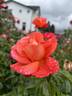 Voodoo rose photo