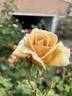 Butterscotch rose photo