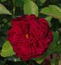 The Prince ® rose photo