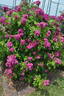KO 10/8355-11 rose photo