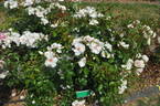 Yèvre-le-Châtel ® rose photo